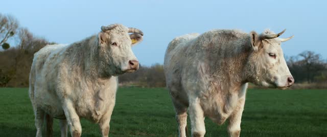 Wiederkäuer